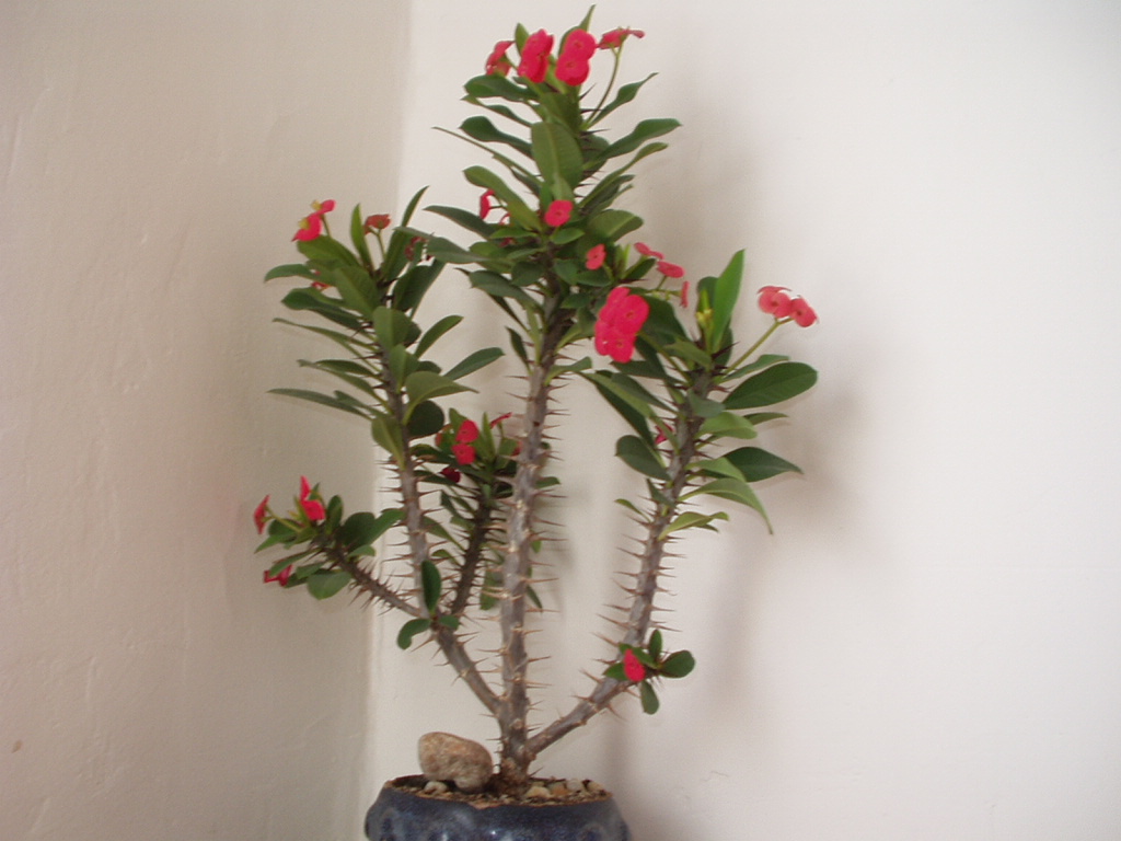 euphorbia mili