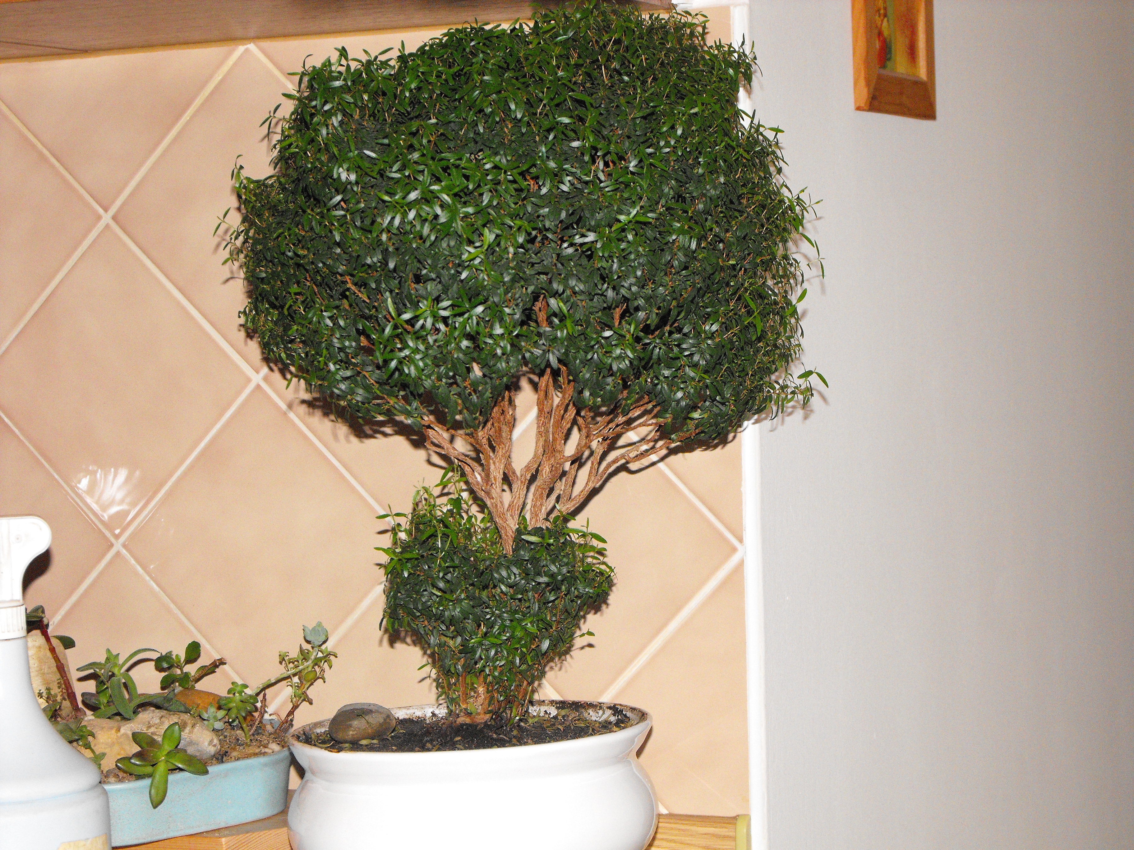 myrtus