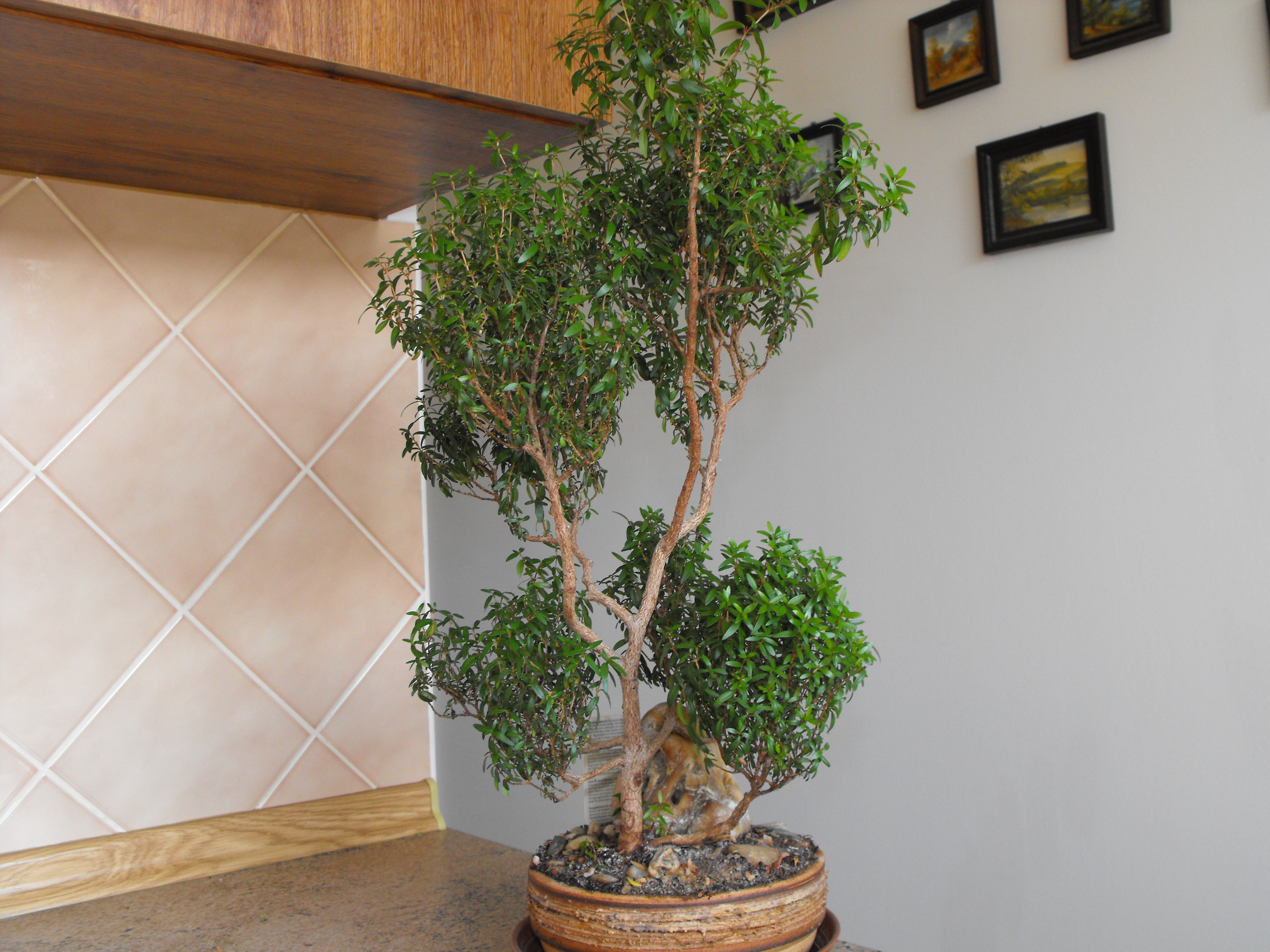 myrtus 2