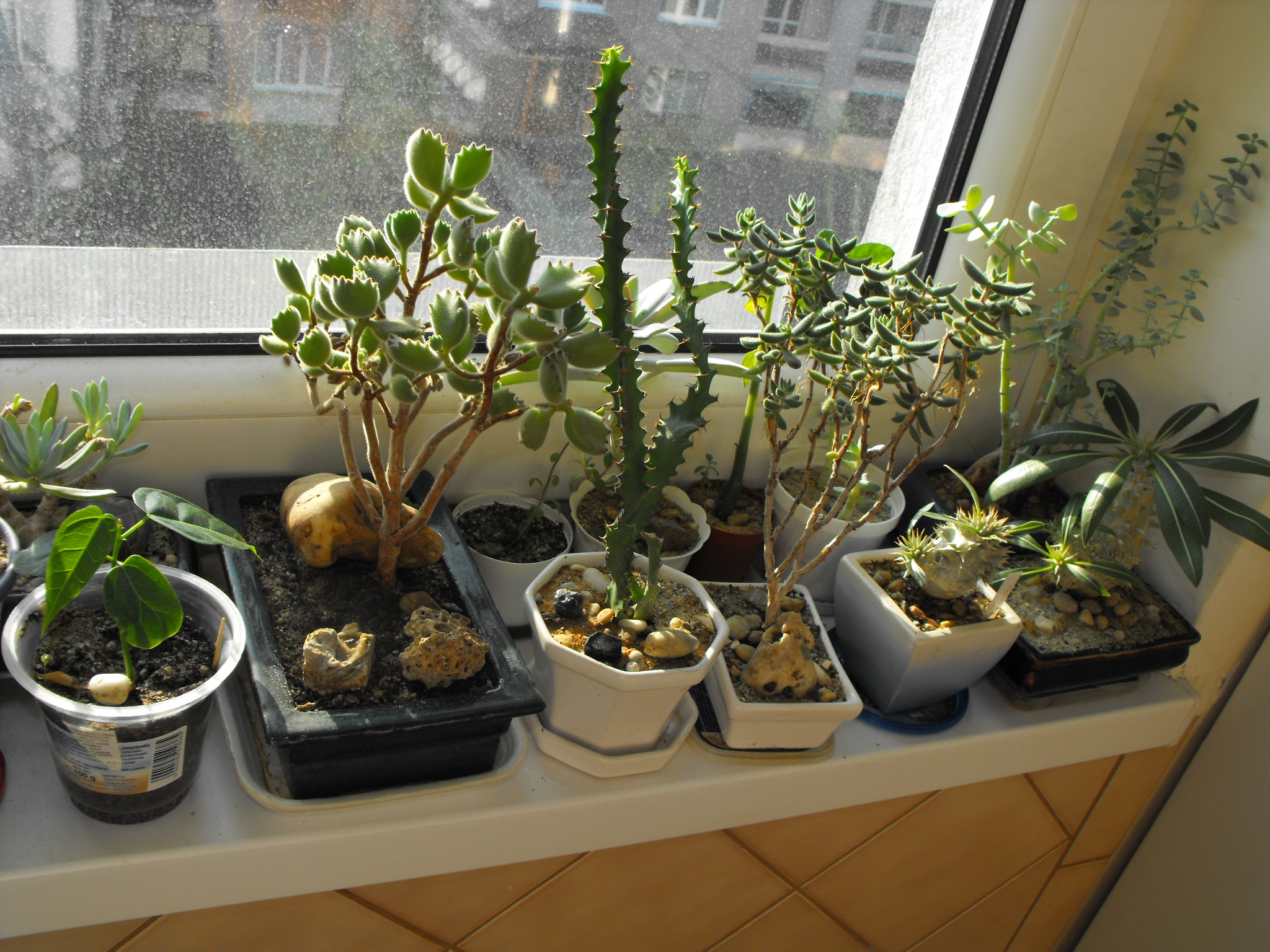 DSCF0875.JPG