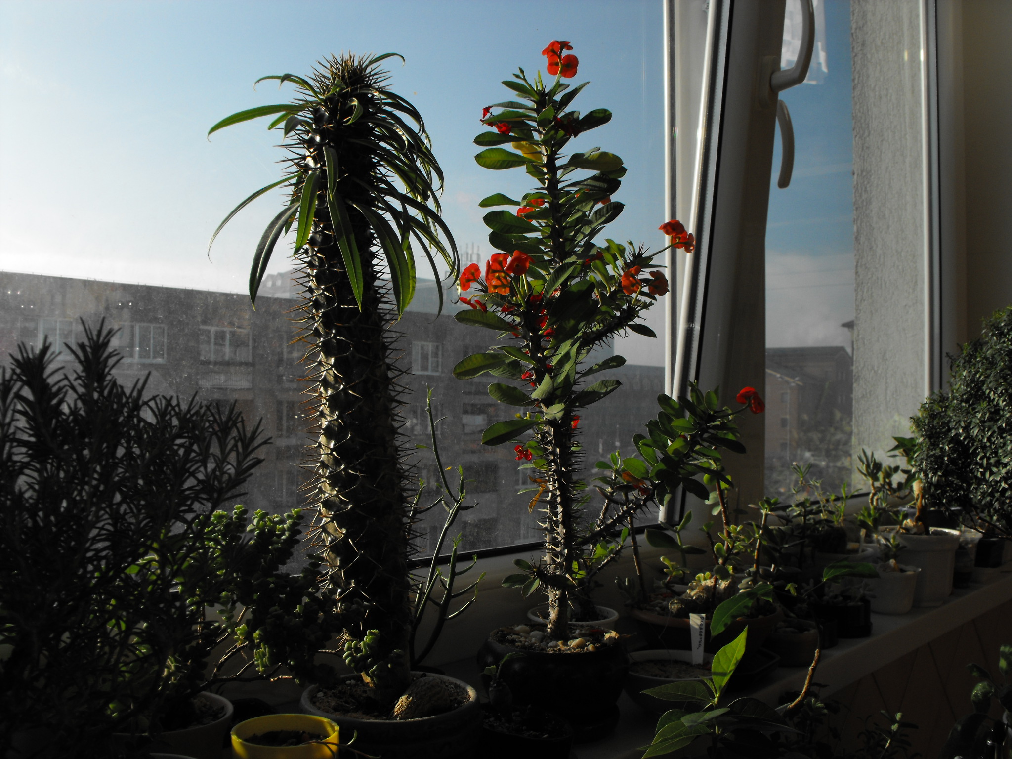 DSCF0877.JPG