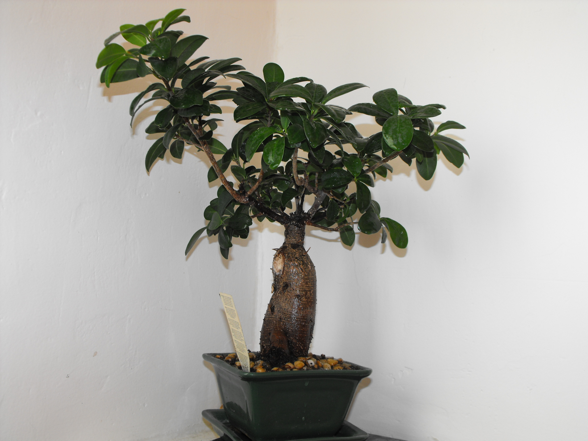 DSCF0881.JPG