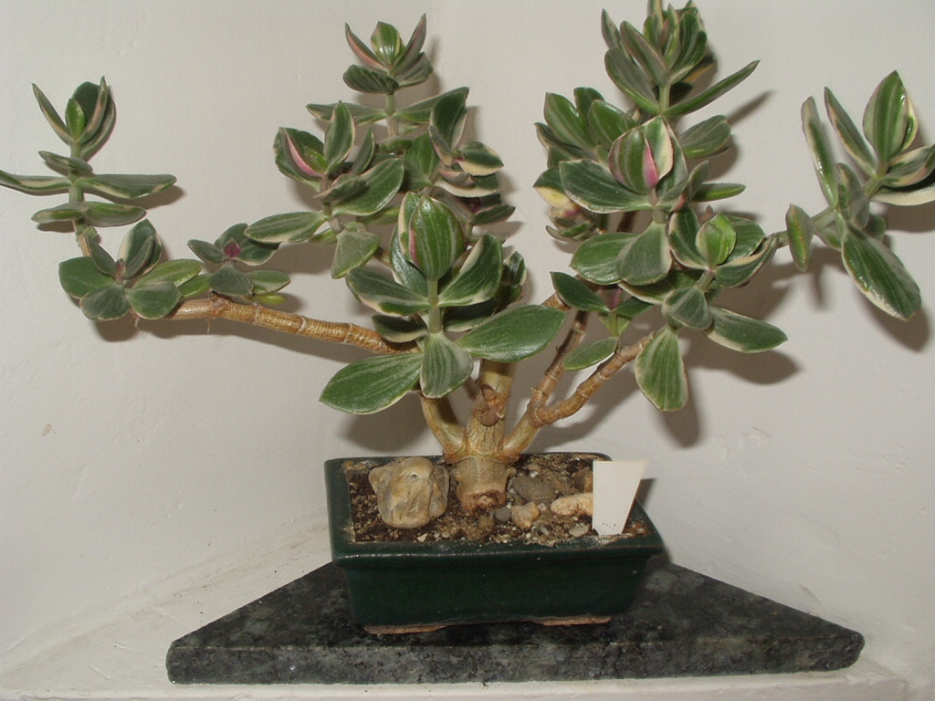 crassula aurea