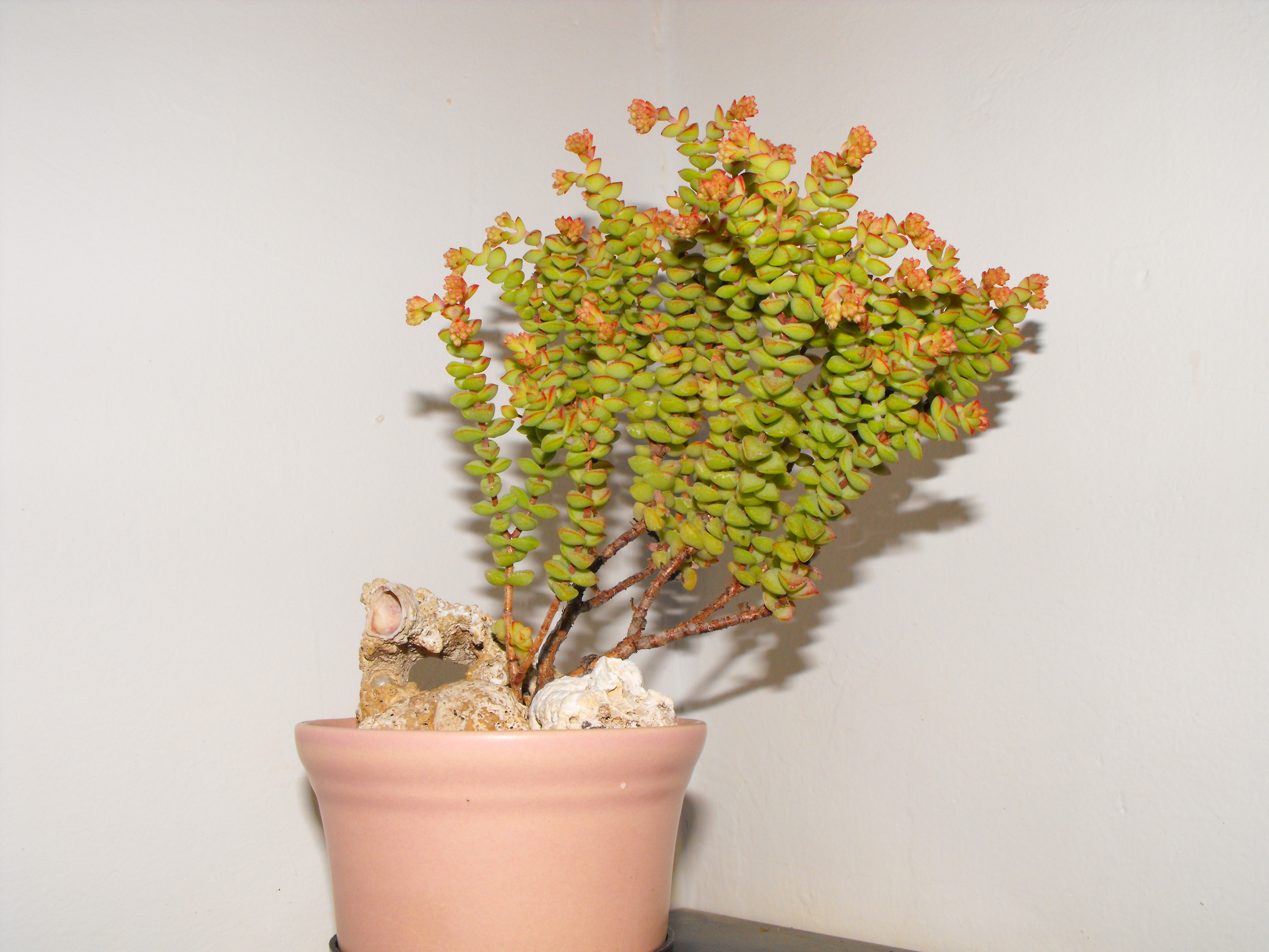 DSCF0430.JPG