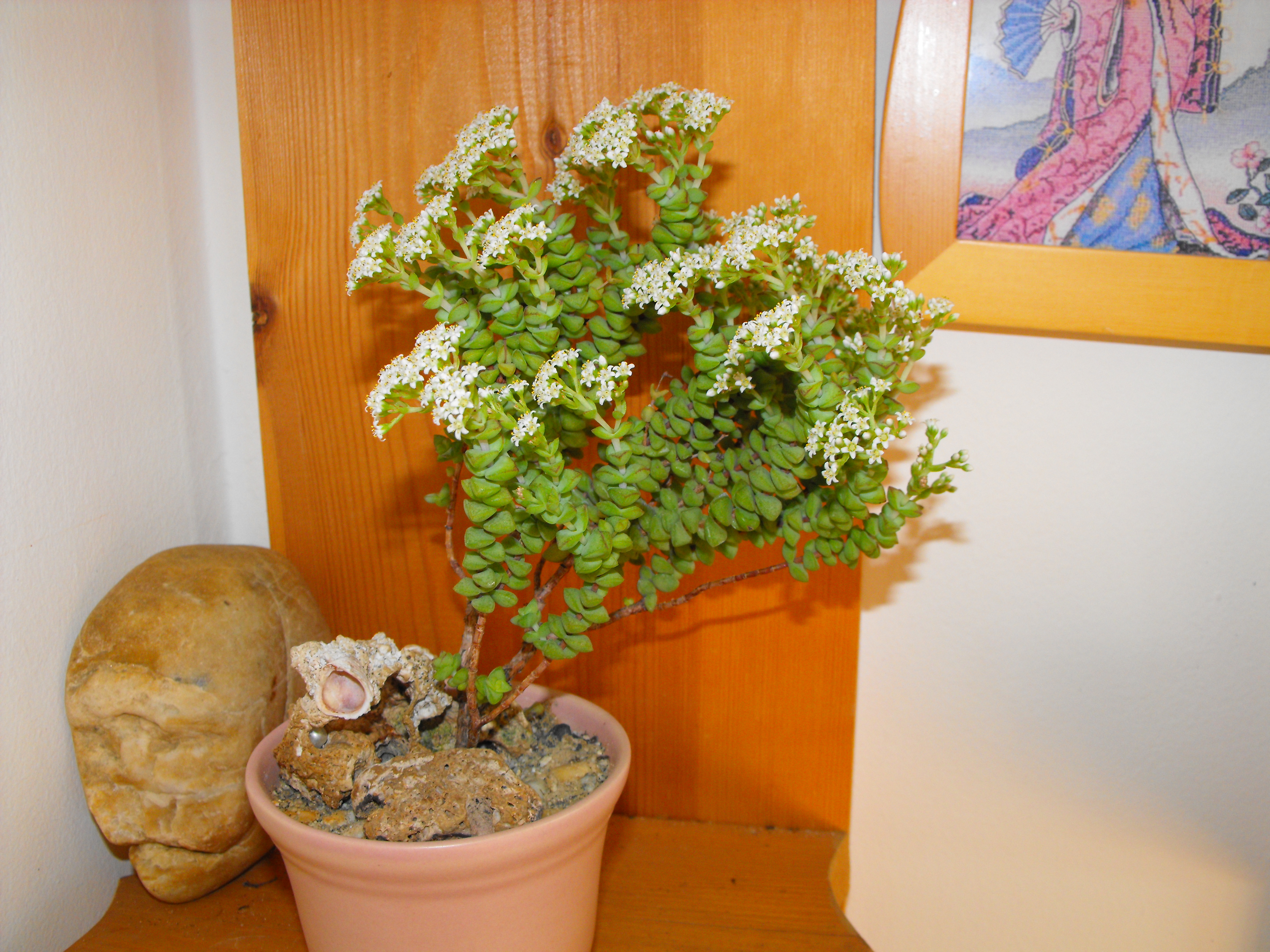 DSCF0465.JPG