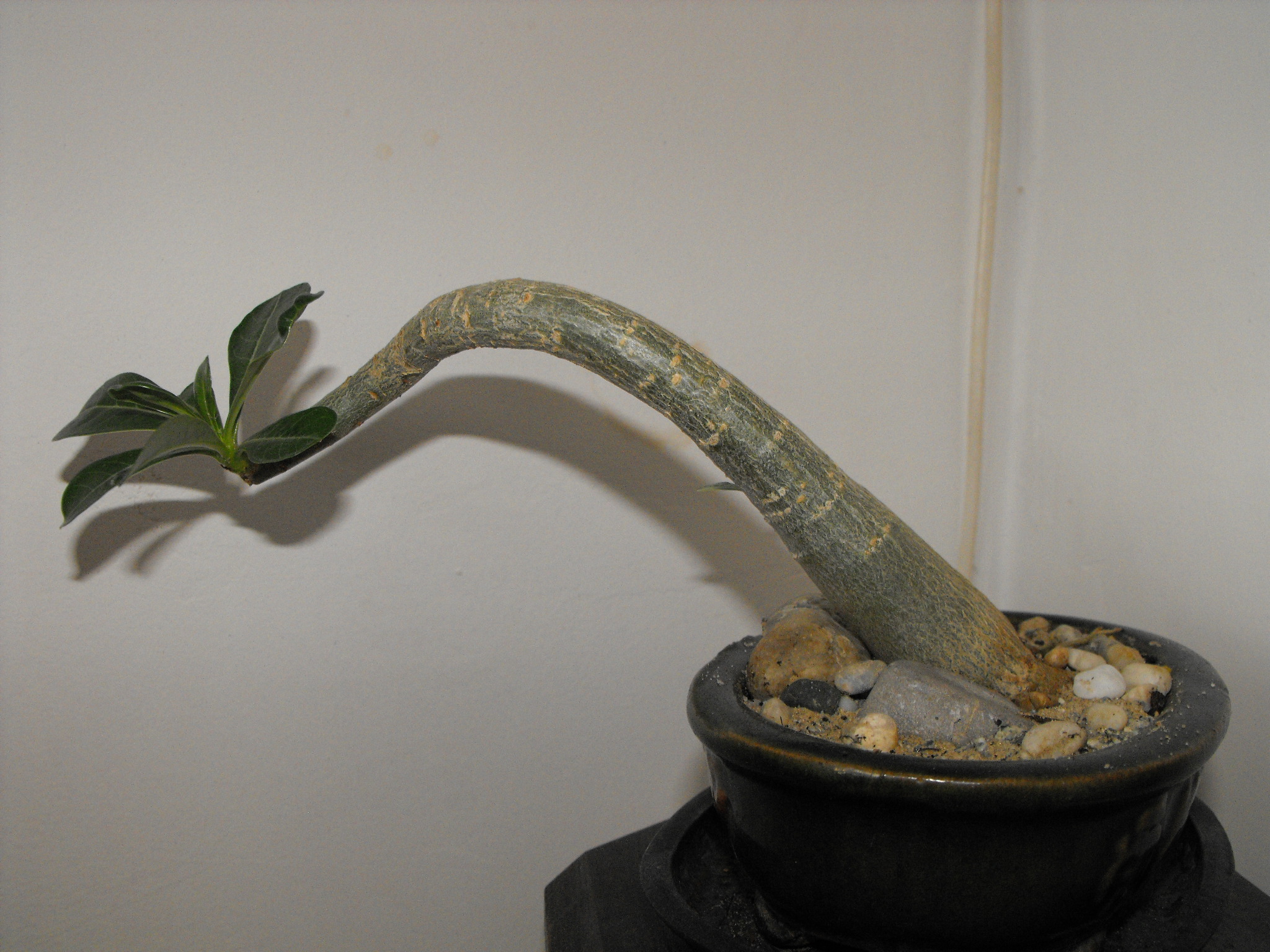 adenium