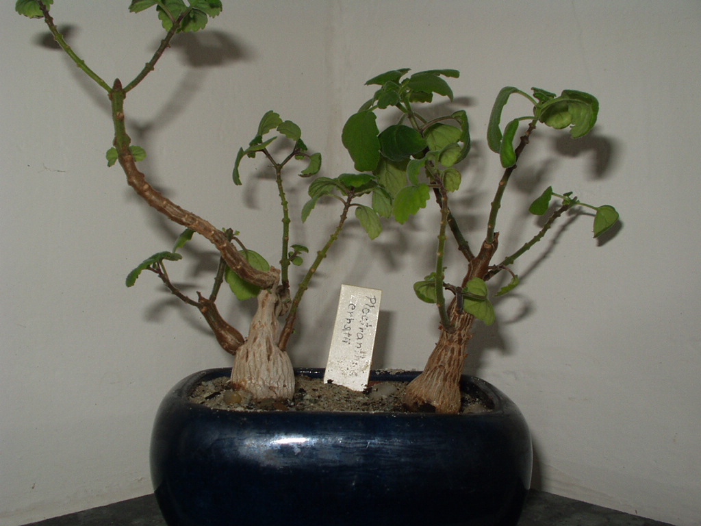 plectranthus