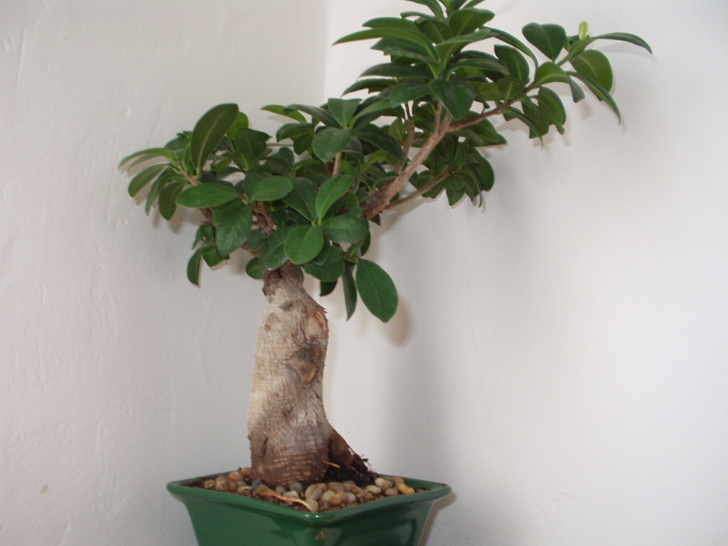 ficus 3