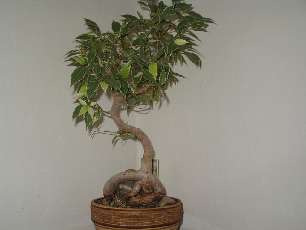 ficus 4