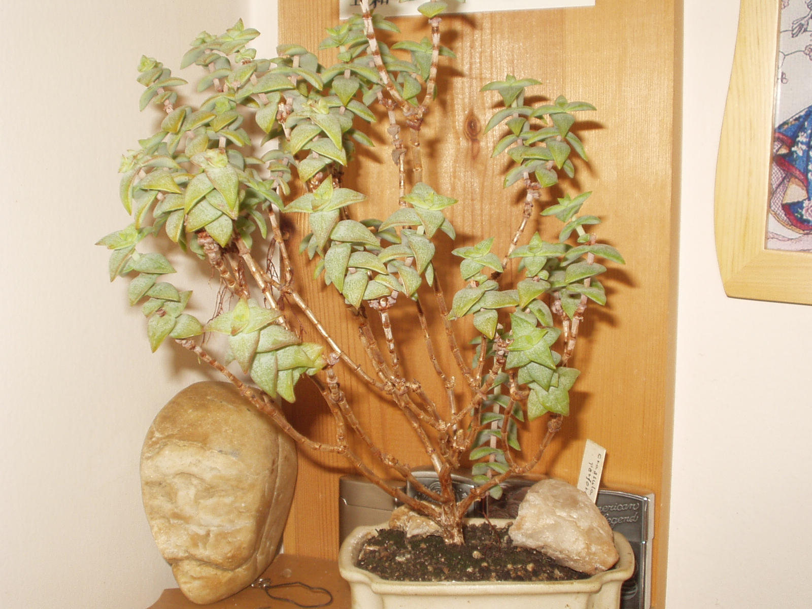 crassula 3