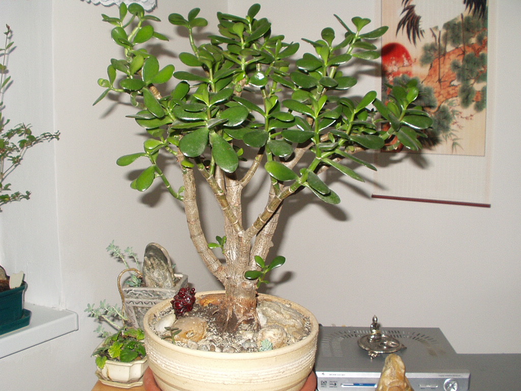 crassula 2